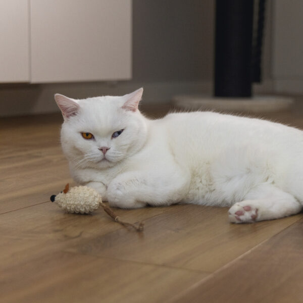 Mänguasi kassile hiir Bowie