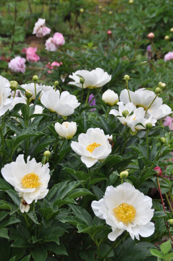 Pojeng 'Jan Van Leeuwen' P19 Eestis kasvatatud