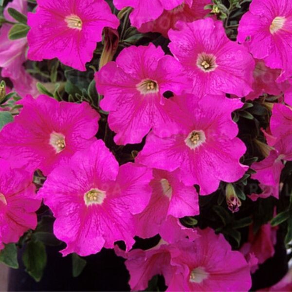 Petuunia 'Fanfare Rose Morn' 10tk