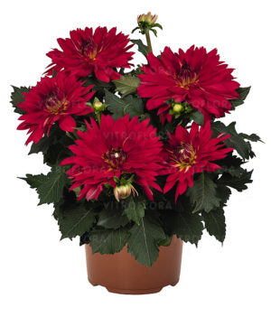 Suvidaalia ‘XXL Ruby Red’ 10tk