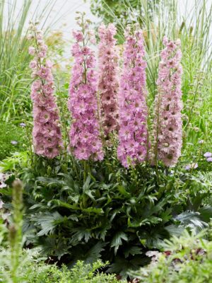 Kukekannus ‘Delgenius Chantay’ P19 Eestis kasvatatud