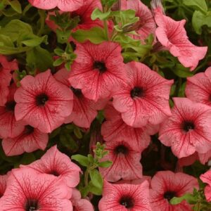 Petuunia ‘Surfinia Hot Red’ 10tk