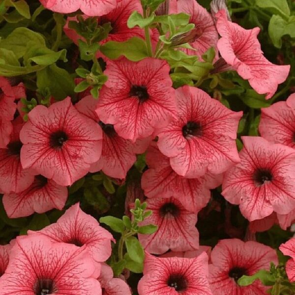 Petuunia 'Surfinia Hot Red' 10tk