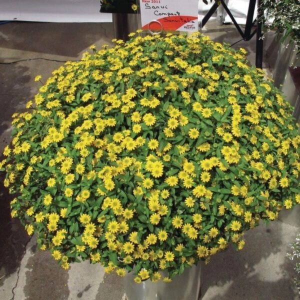 Sanvitaalia 'Sunvy Super Gold' 10 tk