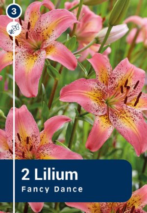 Aasia liilia ‘Fancy Dance’ 2tk