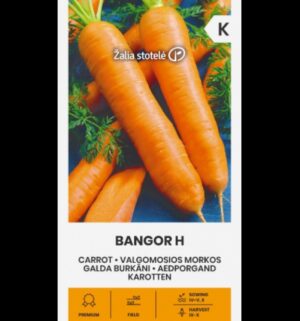 Porgand ‘Bangor’