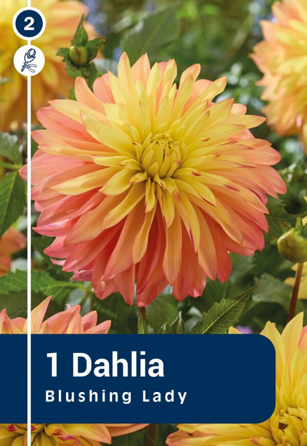 Daalia 'Blushing Lady' 1tk