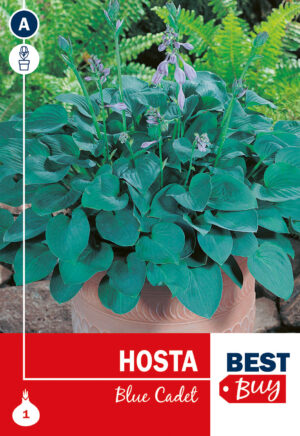 Hosta ‘Blue Cadet’ 1tk