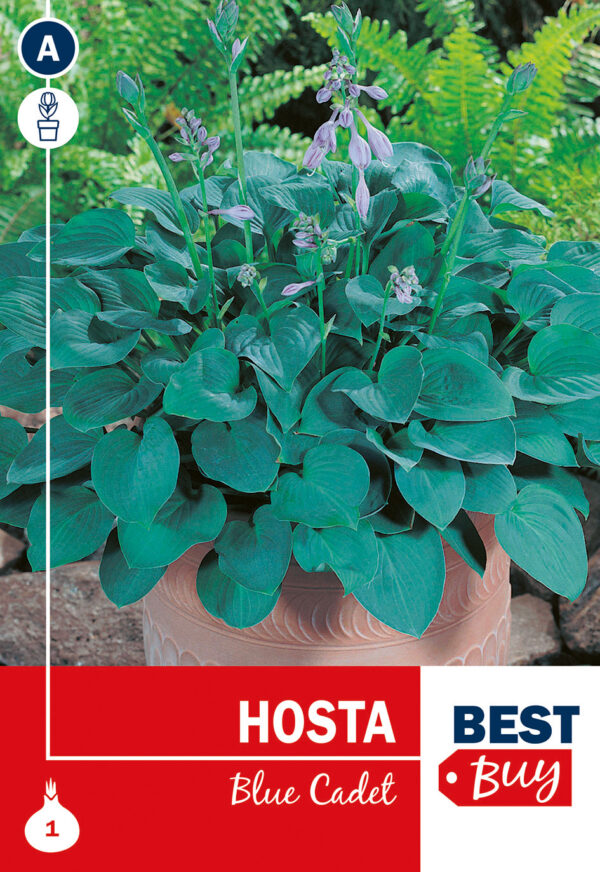 Hosta 'Blue Cadet' 1tk