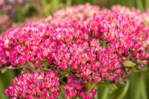 Kukehari ‘Herbstfreude’ P14 Eestis kasvatatud