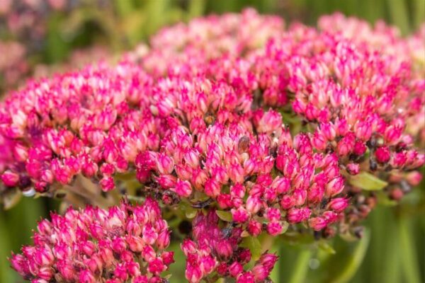 Kukehari 'Herbstfreude' P14 Eestis kasvatatud