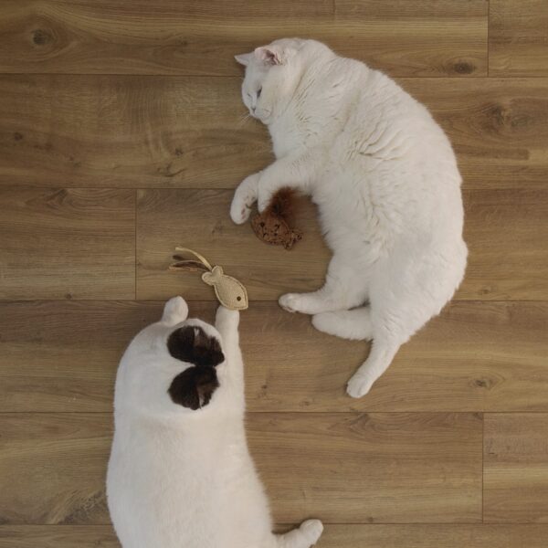 Mänguasi kassile kalake Sadie 2tk