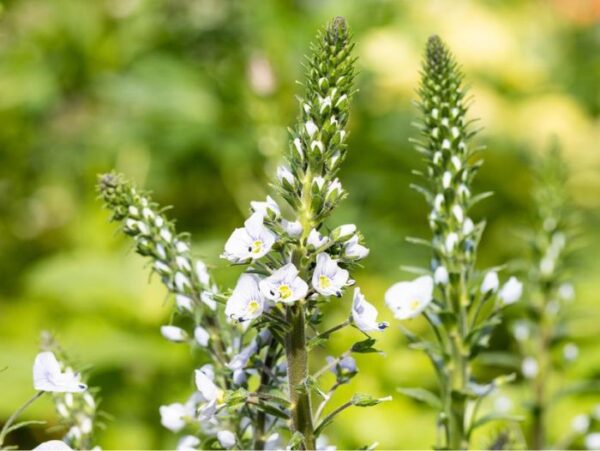 Emajuurelaadne mailane 'Tissington White' P14 Eestis kasvatatud