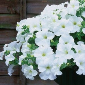 Petuunia ‘Fanfare White’ 10tk