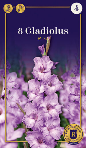 Gladiool ‘Milka’ 8tk
