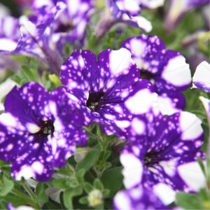 Petuunia ‘Specials NightSky’ 10tk