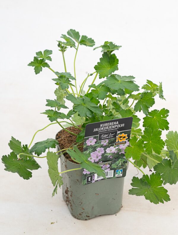 Kurereha 'Dreamland' P17 Eestis kasvatatud