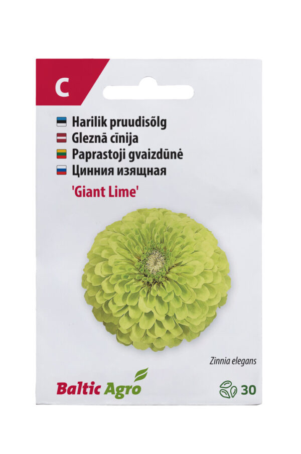 Pruudisõlg 'Giant Lime' 30s