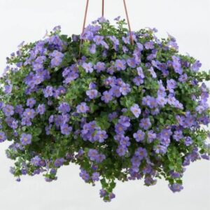 Suutera ‘Scopia Gulliver Blue’ 10tk