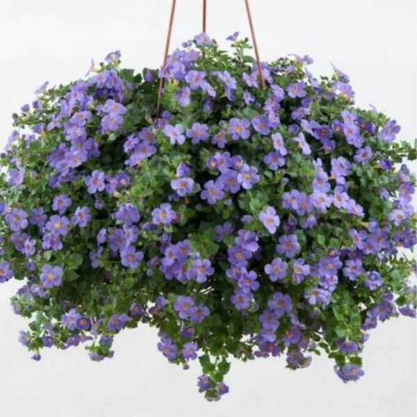 Suutera 'Scopia Gulliver Blue' 10tk