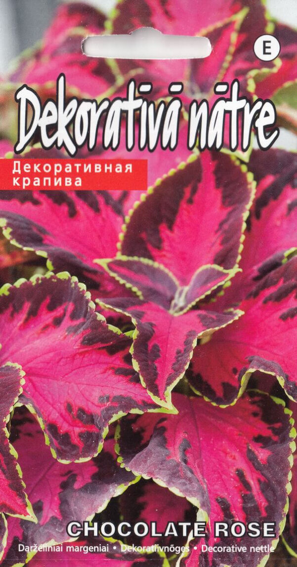 Dekoratiivnõges 'Chocolate Rose' 5s