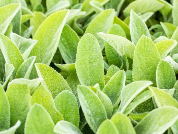 Villane nõianõges 'Big Ears' P17 Eestis kasvatatud