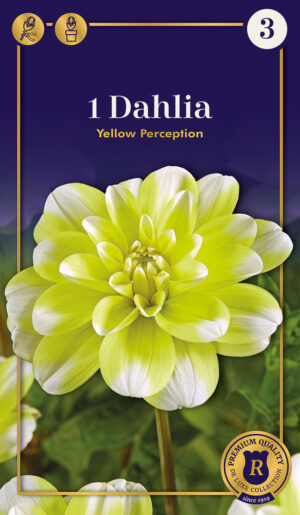 Daalia ‘Yellow Perfection’ 1tk