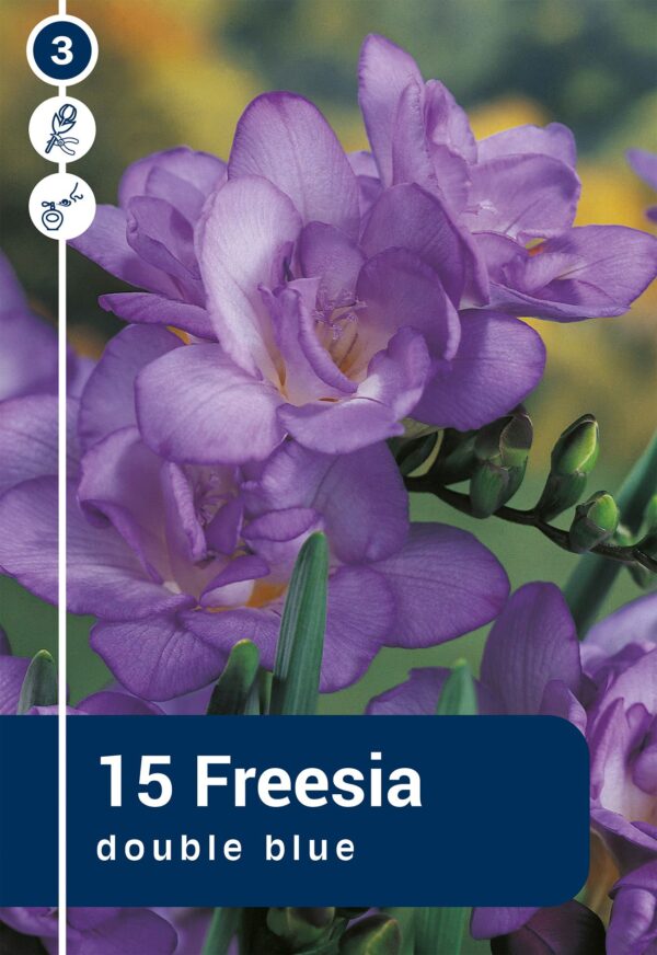 Freesia täidisõieline sinine 15tk