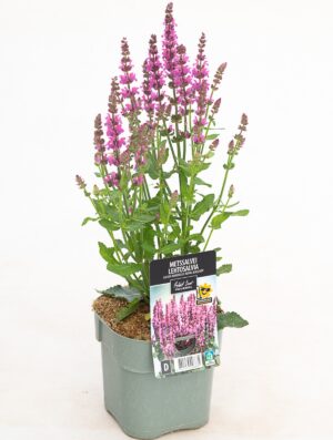 Metssalvei ‘Royal Magenta’ P17 Eestis kasvatatud