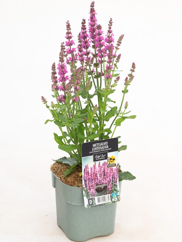 Metssalvei 'Royal Magenta' P17 Eestis kasvatatud