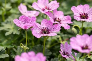 Hall kurereha ‘Ballerina’ P12 Eestis kasvatatud