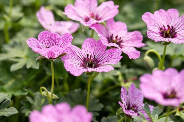 Hall kurereha 'Ballerina' P12 Eestis kasvatatud