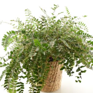 Ümaralehine pellea P21