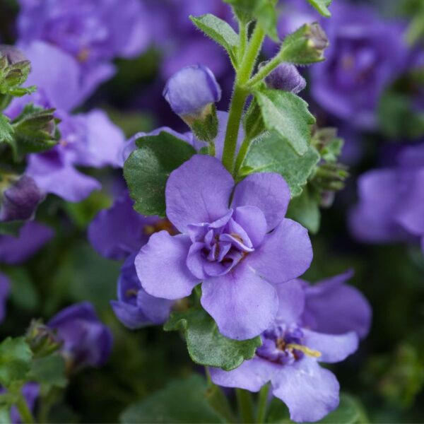 Suutera 'Scopia Double Indigo' 10tk