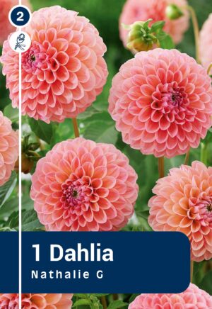 Daalia ‘Nathalia G.’ 1tk