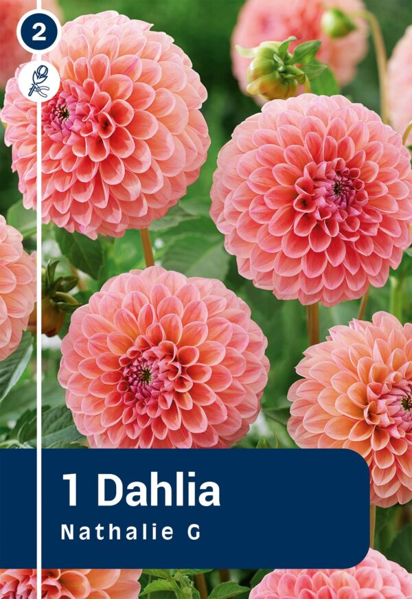 Daalia 'Nathalia G.' 1tk