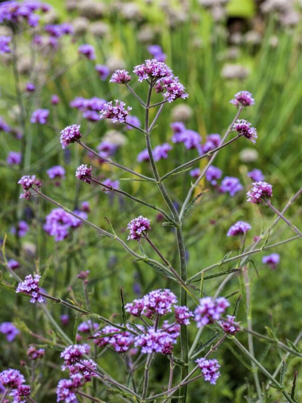 Argentiina raudürt P12