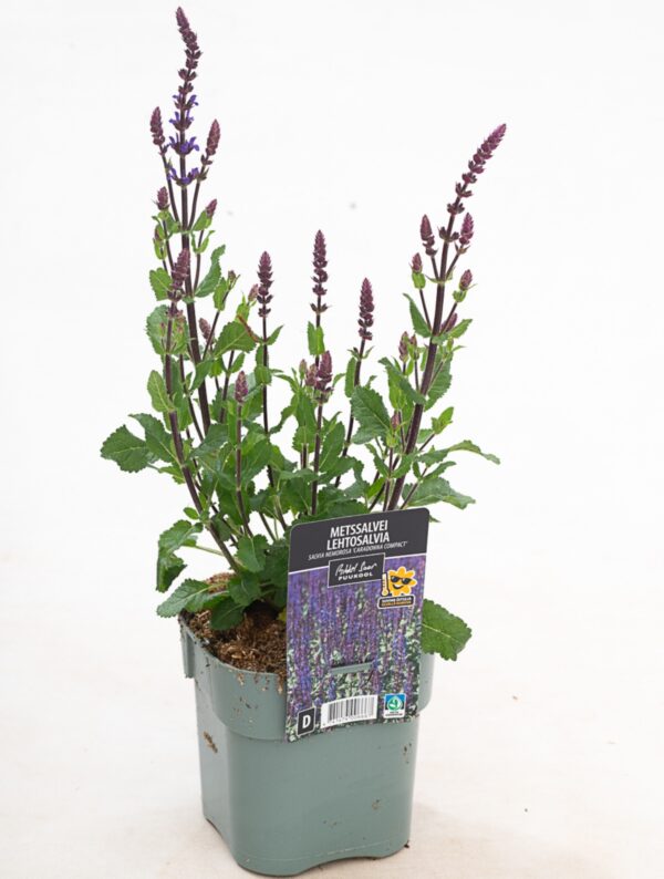 Metssalvei 'Caradonna Compact' P17 Eestis kasvatatud