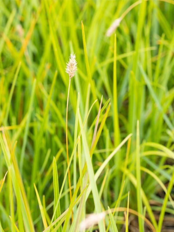 Rohelubikas P14 Eestis kasvatatud