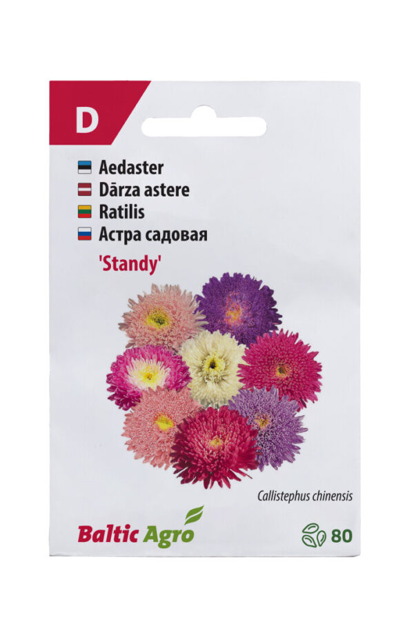 Aster 'Standy' 80s