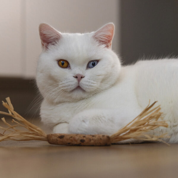 Mänguasi kassile pulk Rafo