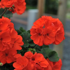 Viirpelargoon ‘Savannah™ Oh so Orange’ 10tk