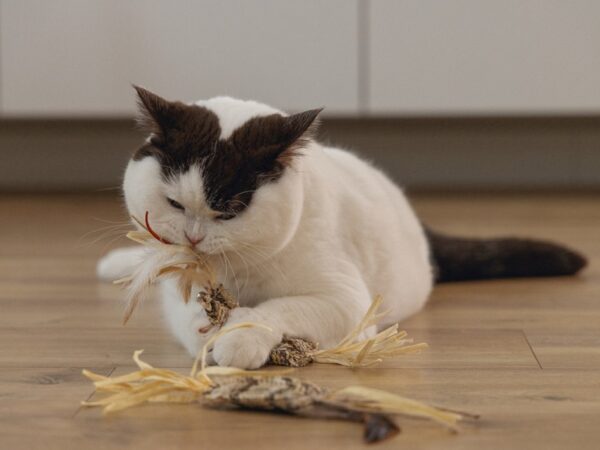 Mänguasi kassile Omazo