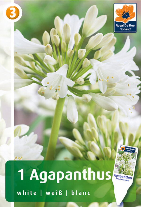 Lembeliilia, valge 1tk