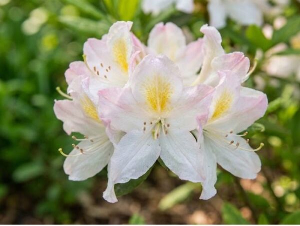 Rododendron 'Porzellan' P23 30-40cm