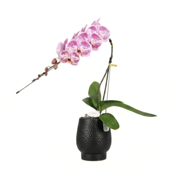 Kuuking Formidablo P12 30cm ümbrispotis