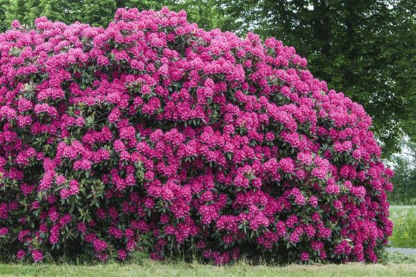 Rododendron 'Nova Zembla' P34 60-80cm XXL
