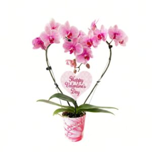 Kuuking P9 ümbrispotis