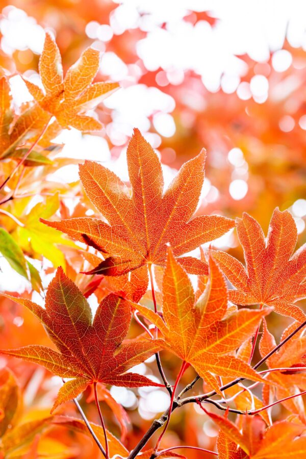 Kämmalvaher 'Bloodgood' P21 40-60cm