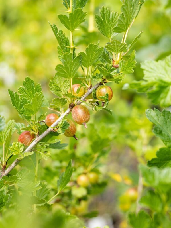 Karusmari 'Dr. Bauer's® Rokula' P23